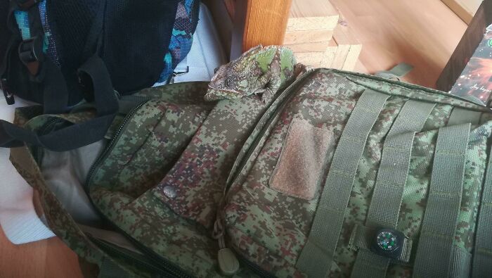 The Way My Chameleon Hides On My Military Backpack